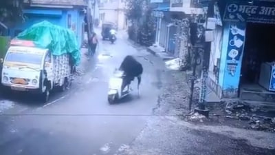 A viral video showed a stray bull in Rishikesh taking a scooter for a spin. (X/@gharkekalesh) A viral video showed a stray bull in Rishikesh taking a scooter for a spin. (X/@gharkekalesh)