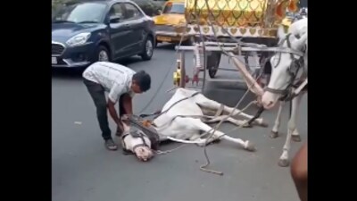 A horse collapsed in Kolkata while pulling a carriage; its handler slapped it, sparking outrage. (X/@PetaIndia) A horse collapsed in Kolkata while pulling a carriage; its handler slapped it, sparking outrage. (X/@PetaIndia)