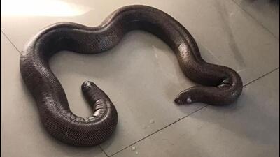 The recovered red sand boa snake is valued at approximately ₹1 crore in the international market (Representational image) The recovered red sand boa snake is valued at approximately ₹1 crore in the international market (Representational image)