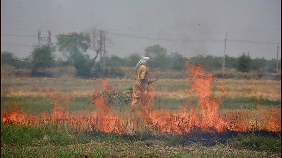 A farmer burns straw stubble after harvesting a wheat field in Amritsar on Saturday. (Sameer Sehgal/Hindustan Times)