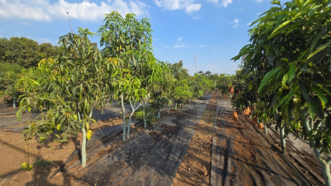 Working as a family, Samsudin, his wife Dilshad Jariya and their two sons, Sumeet and Anil Jariya have boosted the number of varieties to 300, and the number of trees to 3,500.