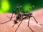 For children, it is necessary to detect the early signs and symptoms of dengue and take the steps to keep them safe.