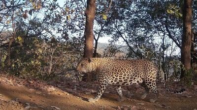36 leopardess, 16 leopards, and 2 more whose gender could not be identified, were recorded through cameras deployed in the forest. 36 leopardess, 16 leopards, and 2 more whose gender could not be identified, were recorded through cameras deployed in the forest.