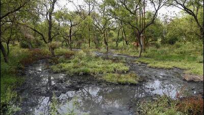 In the absence of the master sewer line network, the sewer in many areas along the Noida e-way goes to green belt damaging the grown up trees, said officials. (Sunil Ghosh/HT) In the absence of the master sewer line network, the sewer in many areas along the Noida e-way goes to green belt damaging the grown up trees, said officials. (Sunil Ghosh/HT)