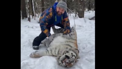 A viral video showed a man rubbing a tiger’s belly in the snow. (X/@AMAZlNGNATURE) A viral video showed a man rubbing a tiger’s belly in the snow. (X/@AMAZlNGNATURE)