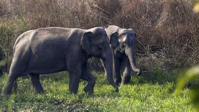 The back-to-back incidents of human-elephant conflict have created concern among the locals. (Representational image) The back-to-back incidents of human-elephant conflict have created concern among the locals. (Representational image)