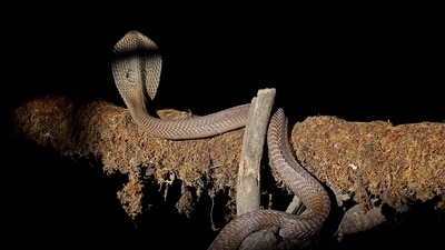 Snakebite is also a disease of poverty. The people most affected are those least able to afford treatment. (Ravindra Joshi/HT Photo) Snakebite is also a disease of poverty. The people most affected are those least able to afford treatment. (Ravindra Joshi/HT Photo)