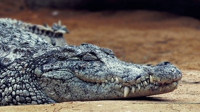 A man climbed into a crocodile enclosure for photos and was attacked. (Representational image/Pixabay)