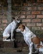 As per the figures shared by the state health department, there have been 22 deaths due to rabies despite receiving vaccine in the state since 2021. (AFP) As per the figures shared by the state health department, there have been 22 deaths due to rabies despite receiving vaccine in the state since 2021. (AFP)