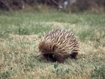 Echidna