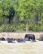 Forest officials said that planning is underway to develop more such micro-habitats in other WB forests. (HT photo) Forest officials said that planning is underway to develop more such micro-habitats in other WB forests. (HT photo)