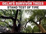 Delhi's survivor trees 
