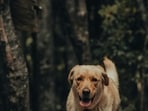pexels-gasparzaldo-11434474