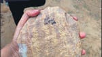 Archaeologists and researchers working at the Mangar section of the range have found a trove of prehistoric tools and rock paintings from the Lower Palaeolithic age (HT Photo)