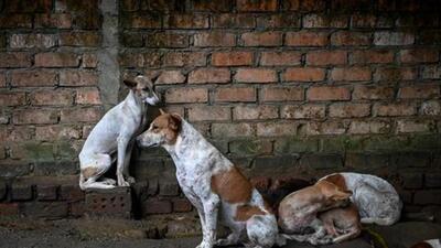 As per the figures shared by the state health department, there have been 22 deaths due to rabies despite receiving vaccine in the state since 2021. (AFP) As per the figures shared by the state health department, there have been 22 deaths due to rabies despite receiving vaccine in the state since 2021. (AFP)