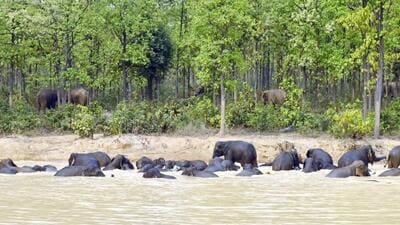 Forest officials said that planning is underway to develop more such micro-habitats in other WB forests. (HT photo) Forest officials said that planning is underway to develop more such micro-habitats in other WB forests. (HT photo)