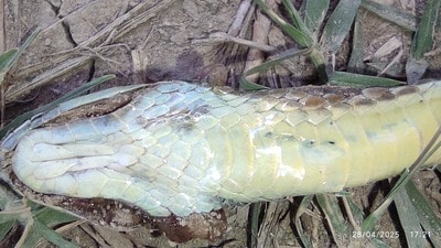 The Condanarus Sand Snake (HT Photo)