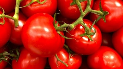 Tomatoes have been recalled across 14 states in the United States over salmonella risk