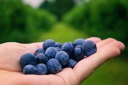 Blueberries contain antioxidants. (Pexels) Blueberries contain antioxidants. (Pexels)