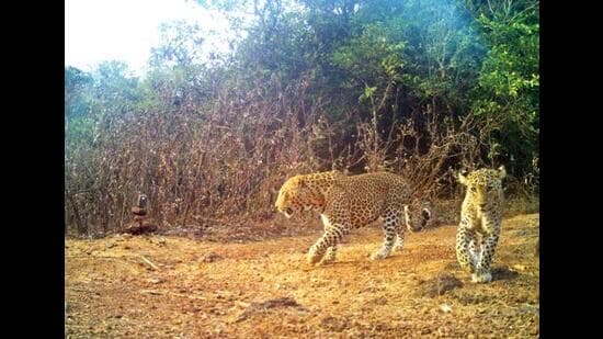 The case stems from a raid conducted on May 10, 2024, by a joint team comprising forest department officials and a member of People for Animals (PFA). (HT Photo)