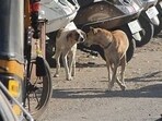 A pack of stray dogs mauled to death a seven-year-old girl in Jalna city of Maharashtra