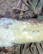 The Condanarus Sand Snake (HT Photo) The Condanarus Sand Snake (HT Photo)