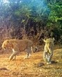 The case stems from a raid conducted on May 10, 2024, by a joint team comprising forest department officials and a member of People for Animals (PFA). (HT Photo)