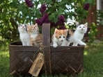28 cats were found dead from a Bohemia home after neighbours reported a foul odour. 28 cats were found dead from a Bohemia home after neighbours reported a foul odour.