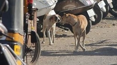 A pack of stray dogs mauled to death a seven-year-old girl in Jalna city of Maharashtra (HT_PRINT) A pack of stray dogs mauled to death a seven-year-old girl in Jalna city of Maharashtra (HT_PRINT)