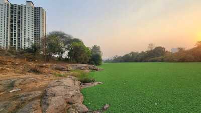 In response, the health department on Tuesday (May 6) wrote to the environmental department, urging immediate action. Field reports submitted by malaria inspectors from the insect control department confirmed the continued presence of water hyacinth at several key locations across the city. (HT PHOTO)