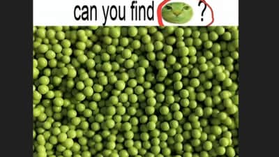 An optical illusion shared on Facebook challenged users to find a hidden cat's face in this tricky image. (Facebook/Arshdeep Soni)