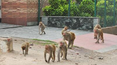 The petition has sought directions with respect to relocation/rescue of monkeys to forests/forest-like areas in vicinity in a time-bound manner. (Sakib Ali/HT Photo) The petition has sought directions with respect to relocation/rescue of monkeys to forests/forest-like areas in vicinity in a time-bound manner. (Sakib Ali/HT Photo)