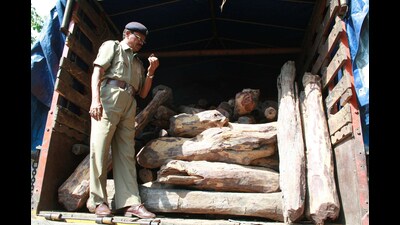The officials found eight sacks of sandalwood pieces weighing 201.057kg, along with a digital weighing machine, an Apple phone from the seized car. The seized items are estimated to be  ₹15,00,950. (REPRESENTATIVE PHOTO)