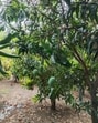 A mango orchard in Malihabad (Sourced) A mango orchard in Malihabad (Sourced)