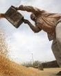 According to official data, around 8.07 lakh metric tonnes of wheat have arrived at 147 mandis across Ludhiana district. (HT Photo for representation) According to official data, around 8.07 lakh metric tonnes of wheat have arrived at 147 mandis across Ludhiana district. (HT Photo for representation)