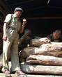 The officials found eight sacks of sandalwood pieces weighing 201.057kg, along with a digital weighing machine, an Apple phone from the seized car. The seized items are estimated to be <span class='webrupee'>₹</span>15,00,950. (REPRESENTATIVE PHOTO) The officials found eight sacks of sandalwood pieces weighing 201.057kg, along with a digital weighing machine, an Apple phone from the seized car. The seized items are estimated to be <span class='webrupee'>₹</span>15,00,950. (REPRESENTATIVE PHOTO)