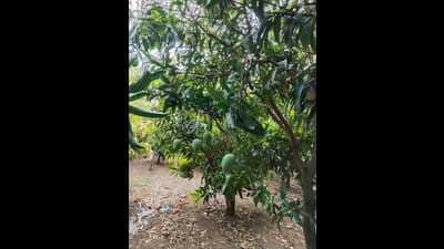 A mango orchard in Malihabad (Sourced)