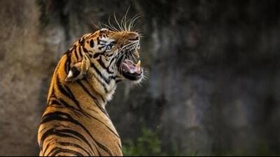 Rajasthan state road transport corporation buses will be made available from both Sariska and Tehla gates for the transportation of visitors, field director for Sariska Tiger Reserve Sangram Singh Katiyar said. (Representational image) Rajasthan state road transport corporation buses will be made available from both Sariska and Tehla gates for the transportation of visitors, field director for Sariska Tiger Reserve Sangram Singh Katiyar said. (Representational image)