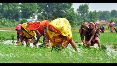 A group of women farmers planting rice saplings in a field at a village in the Soraon area of Prayagraj (HT File) A group of women farmers planting rice saplings in a field at a village in the Soraon area of Prayagraj (HT File)