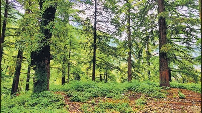 The report said the increase in green cover was a result of key national initiatives. (HT archive) The report said the increase in green cover was a result of key national initiatives. (HT archive)