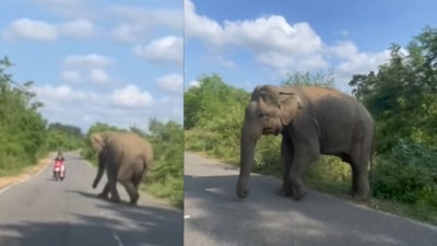 The elephant remained indifferent towards the 1st rider. (Instagram/@yaboyseal) The elephant remained indifferent towards the 1st rider. (Instagram/@yaboyseal)
