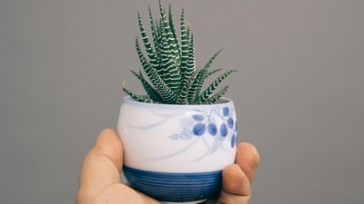 Succulents make for a tiny but thoughtful gift as they are low maintenance and double as a desk or shelf decor. Chose a cute planter that will add a charm to your mother's workspace Succulents make for a tiny but thoughtful gift as they are low maintenance and double as a desk or shelf decor. Chose a cute planter that will add a charm to your mother's workspace 