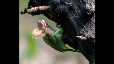 Barbet spitting wood chips while making a nest hole. (Anuj Jain) Barbet spitting wood chips while making a nest hole. (Anuj Jain)