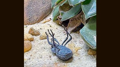 Startled, a desert ironclad beetle plays dead in its enclosure at the insectarium. (Sonia Nazareth)
