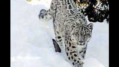 The Tsarap Chu Conservation Reserve falls among the high-density habitats of snow leopard within Himachal Pradesh. (Sourced)
