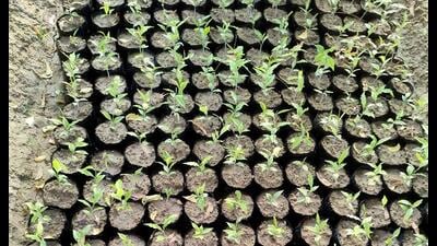 White sandalwood saplings in nursery. (HT photo) White sandalwood saplings in nursery. (HT photo)