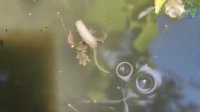 Many flooded the comments section, identifying it as a "rat-tailed maggot." (Reddit) Many flooded the comments section, identifying it as a "rat-tailed maggot." (Reddit)