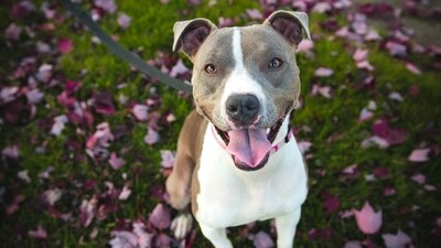A dog was found abandoned in an Atlanta park with a note from its homeless owner; after months of care, it was placed in a loving foster home. (Representational image/Unsplash) A dog was found abandoned in an Atlanta park with a note from its homeless owner; after months of care, it was placed in a loving foster home. (Representational image/Unsplash)