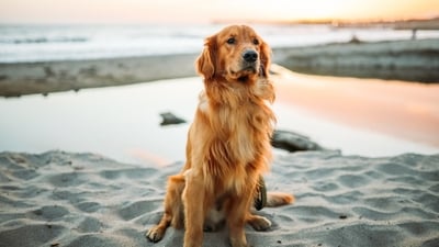 A man died after attempting to rescue a dog at San Francisco's Ocean Beach. (Representational image/Unsplash) A man died after attempting to rescue a dog at San Francisco's Ocean Beach. (Representational image/Unsplash)