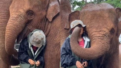 Two elephants shielded their caretaker from rain in a heartwarming video. (Instagram/lek_chailert) Two elephants shielded their caretaker from rain in a heartwarming video. (Instagram/lek_chailert)